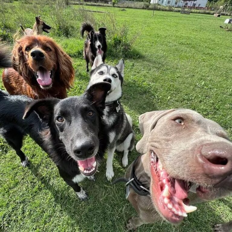 Hotel Campo Canino: se ofrece para cuidar a las mascotas que no tienen hogar