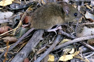 Alerta sanitaria: suben los casos de hantavirus en el país