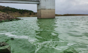Estudiantes bahienses crearon un sistema sustentable para frenar las algas en Paso de las Piedras