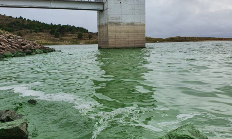Estudiantes bahienses crearon un sistema sustentable para frenar las algas en Paso de las Piedras