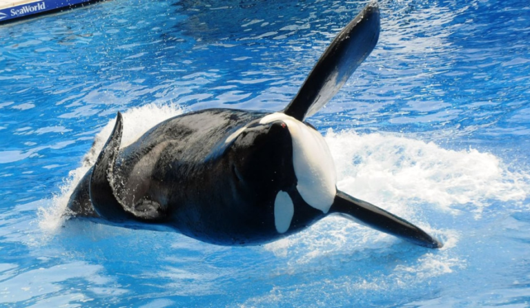 Murió Kshamenk, la orca de Mundo Marino que vivió 33 años en cautiverio