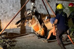 Tres Picos: rescataron a un caballo que cayó en un pozo