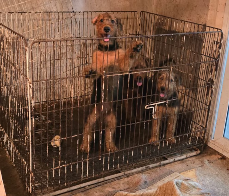 La realidad detrás de comprar animales: allanaron un criadero en La Plata