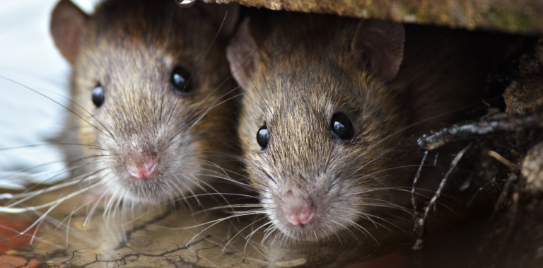 Murió una nena de 10 años por hantavirus en General Belgrano