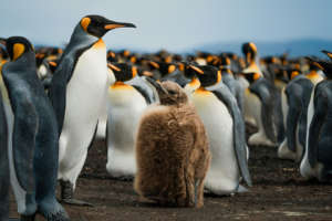 Por el cambio climático los pingüinos adelantaron su época de reproducción