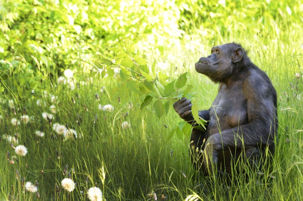 Falleció Tony, el chimpancé de La Plata que vivió 46 años en cautiverio