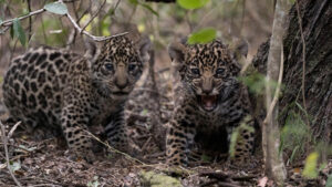 Misiones: investigan la desaparición de dos cachorros de yaguareté