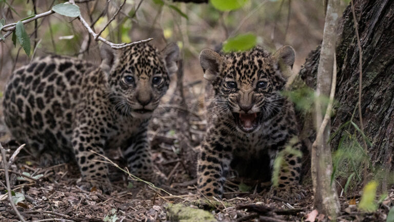 Misiones: investigan la desaparición de dos cachorros de yaguareté
