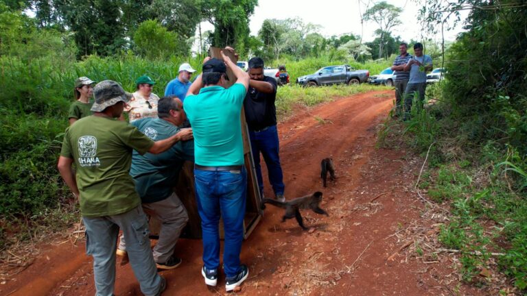 Nueve animales rescatados fueron devueltos a la selva de Misiones