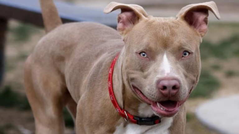 El Bolsón: imputaron a dos hermanos por matar a puñaladas a un Pitbull