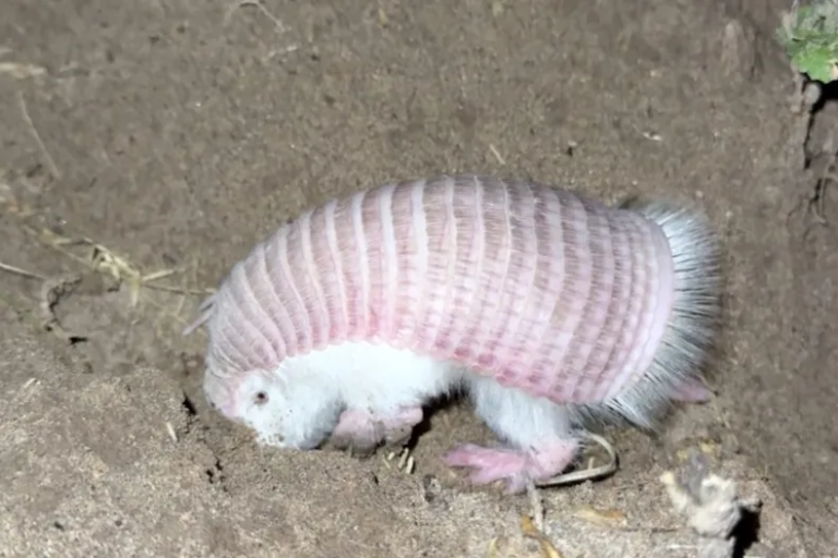 Apareció el «hada rosa» en Mendoza, una especie en peligro de extinción