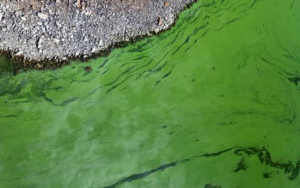 Alerta roja y naranja por cianobacterias en la provincia de Buenos Aires