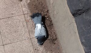 ¿Qué está pasando con las palomas?: denuncian que aparecen muertas por la ciudad