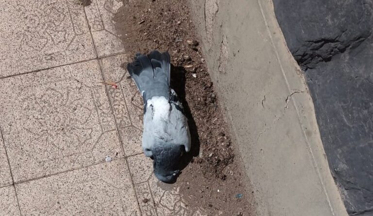 ¿Qué está pasando con las palomas?: denuncian que aparecen muertas por la ciudad