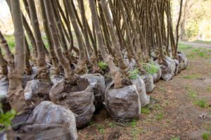 Profertil donó 1000 árboles a Bahía Blanca para reverdecer la ciudad