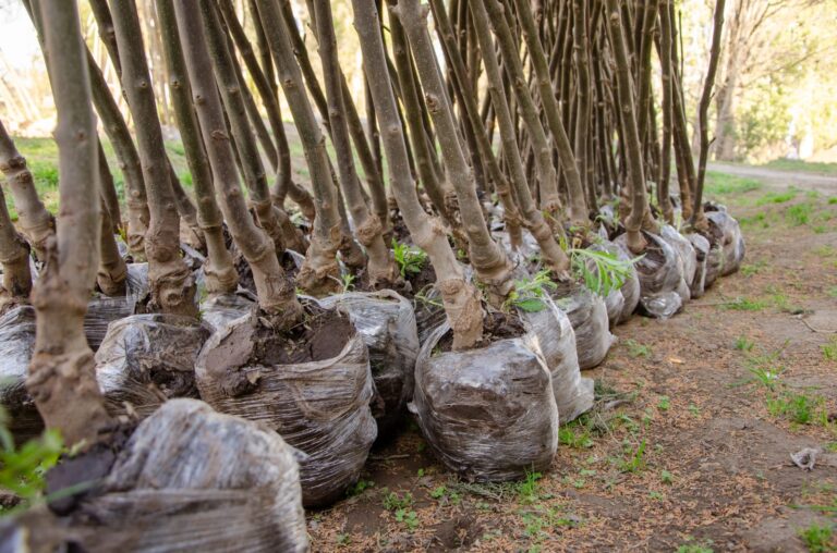 Profertil donó 1000 árboles a Bahía Blanca para reverdecer la ciudad