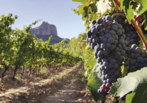 La vitivinicultura y la industria yerbatera argentina enfrentan una gran crisis