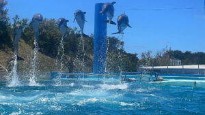 El Aquarium de MDQ se declaró en quiebra y podría donar parte de sus animales
