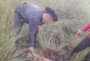 Un salteño cazó un puma y lo exhibió como trofeo en sus estados de WhatsApp