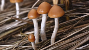 La psilocibina podría ser la respuesta para combatir la adicción a la cocaína
