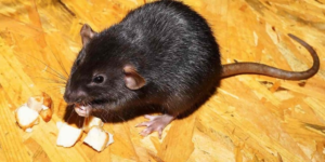 Tres personas murieron por un brote de hantavirus en un buque de Ushuaia