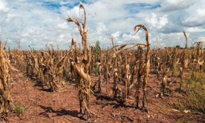 Tres provincias declararon emergencia agropecuaria por fenómenos climáticos extremos