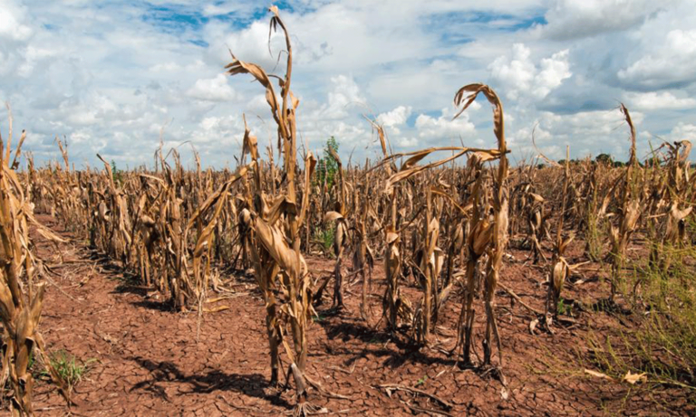 Tres provincias declararon emergencia agropecuaria por fenómenos climáticos extremos
