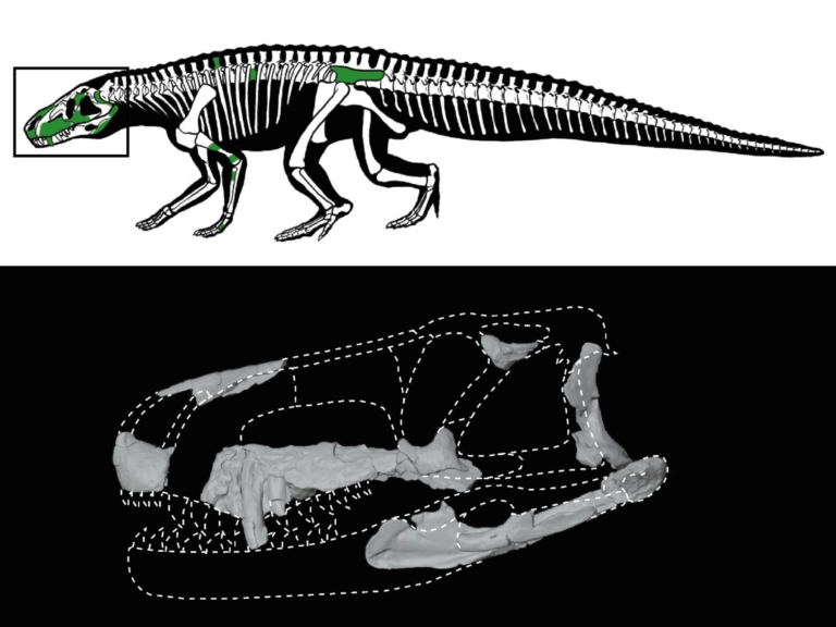 Descubrieron una especie de reptil anterior a los dinosaurios en La Rioja