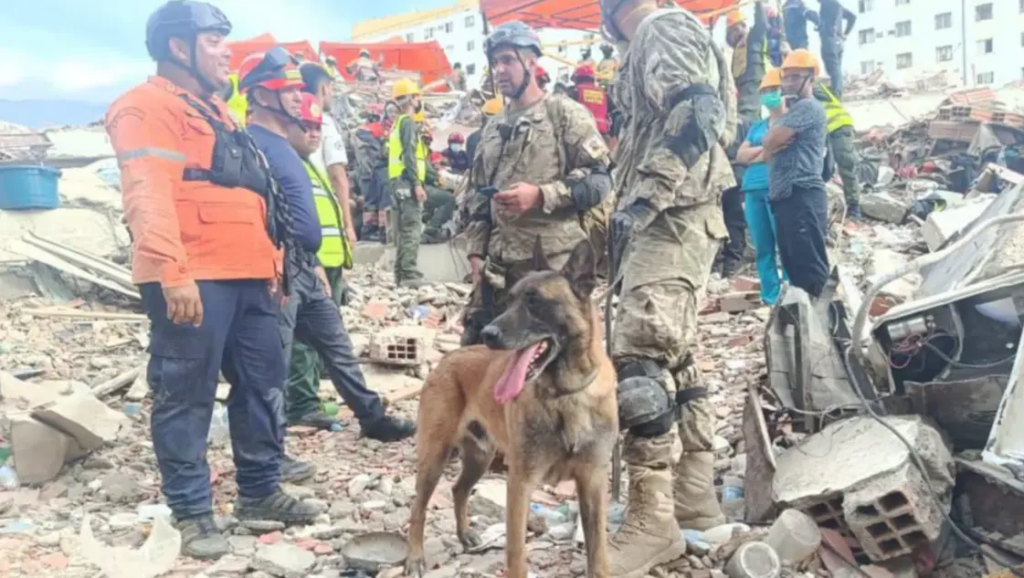 ¿Quién es Bart? el perro de Puerto Belgrano que rescató a dos niños en Venezuela