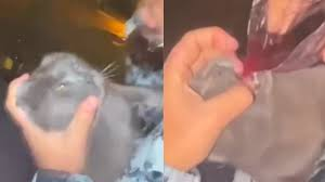 Horror en Mar del Plata: grabaron como le daban vino y snacks picantes a un gato