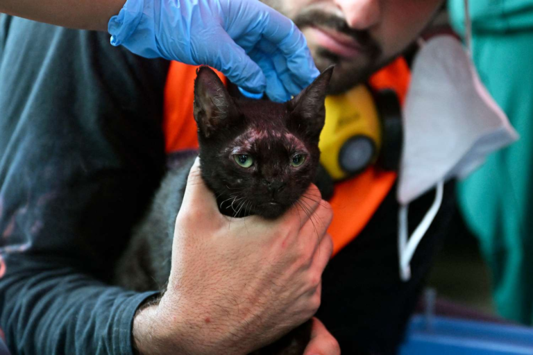 Aún hay vida en Venezuela: un gato sobrevivió tras 33 días atrapado