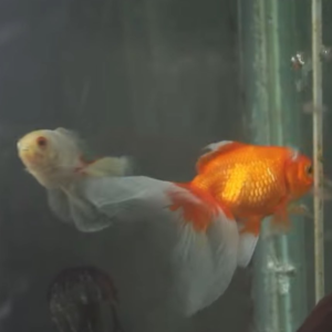 Sin precedentes en Argentina: la Justicia de CABA reconoció a dos peces como sujetos de derecho