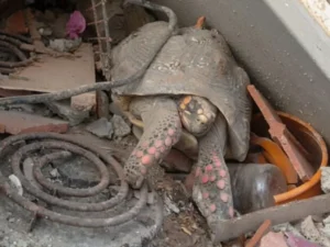 Otro rescate exitoso en Venezuela: la tortuga que sobrevivió más de un mes bajo escombros