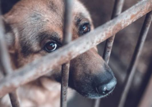Salta busca que las personas que maltraten animales se queden sin licencia de conducir