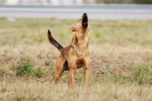 Chile avanza con un proyecto de ley que permite la caza de perros asilvestrados