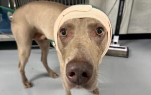 Alemania prohibió la amputación de colas y orejas en perros