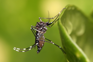 El CONICET avanzó con un método para frenar al mosquito que transmite el dengue