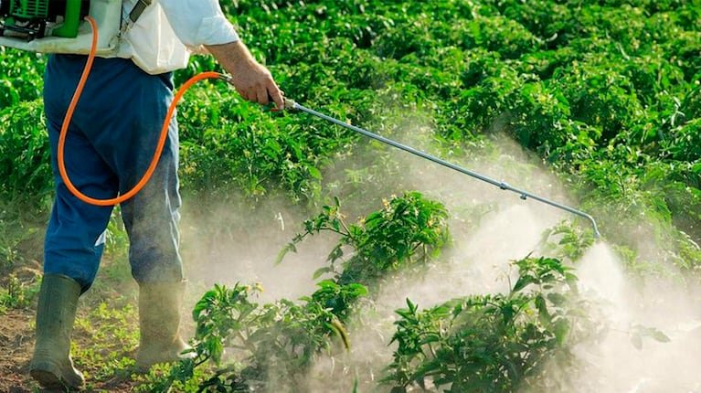 Ni el mate se salva: eliminaron la prohibición contra el glifosato en Misiones