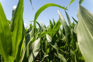 Día mundial de los fertilizantes: la nutrición de los cultivos como clave para la producción de alimentos