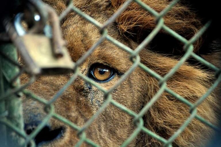 Una diputada busca prohibir los zoológicos en la provincia de Buenos Aires